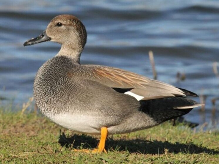 Что в Калмыкии делает серая утка