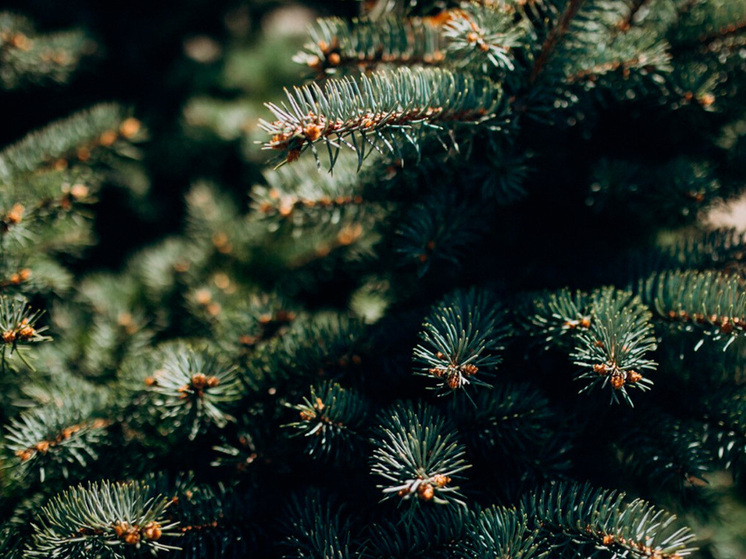 Липчанам грозят крупные штрафы за незаконную рубку ёлок и сосен