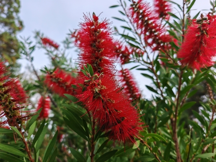 В Сочинском дендрарии цветет красивотычинник