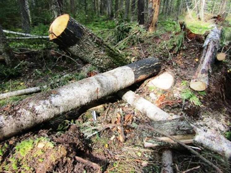 Прикамца будут судить за незаконную рубку леса