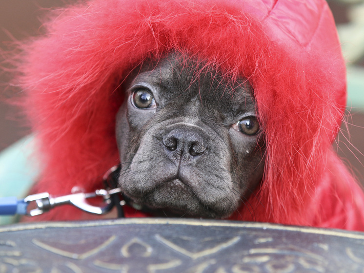 Кинолог предупредил владельцев собак об опасностях, которые подстерегают питомцев зимой