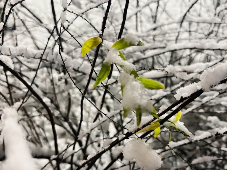 Синоптики предупреждают о гололедице и снегопаде в Красноярске 22 ноября