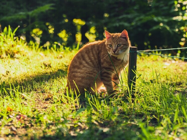 Траты на уборку трупов животных с улиц Петербурга вырастут в 2026 году