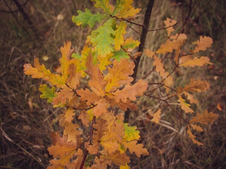 Петербургским садоводам посоветовали оставить опавшую листву в покое