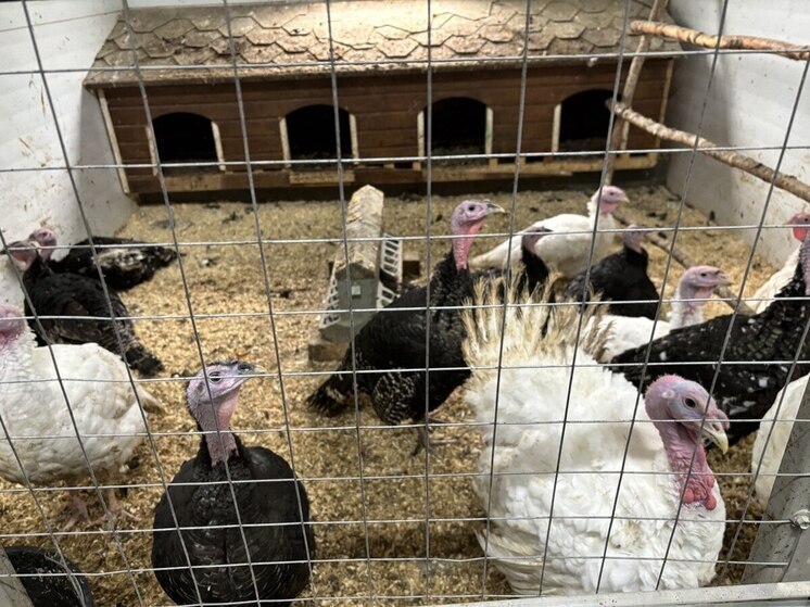 Власти объяснили причину гибели птицы в ООО «Тамбовская индейка» под Тулой