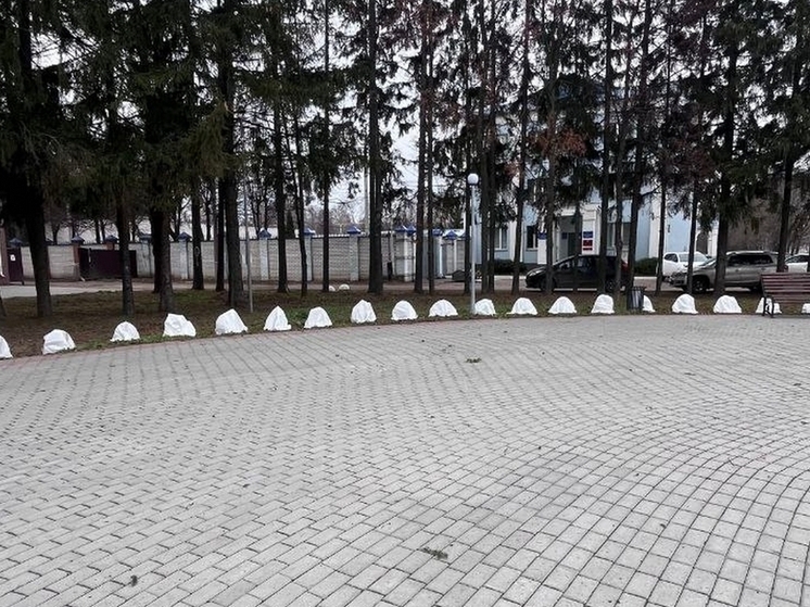 В Ядрине кусты роз в центре города подготовили к зиме