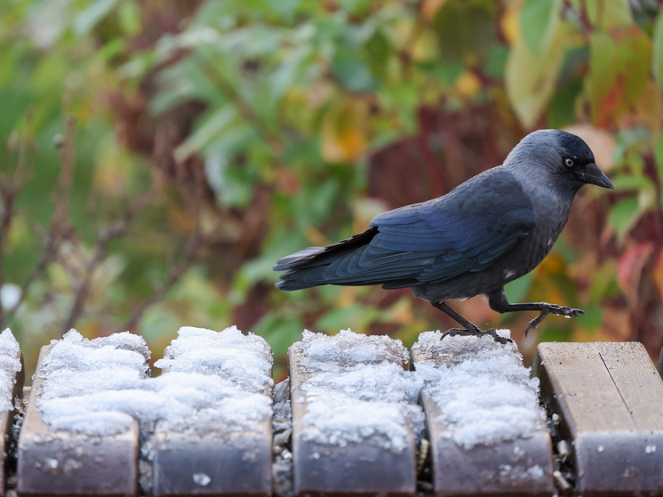 Вильфанд: температура в Москве в выходные будет выше климатической нормы