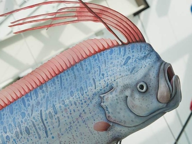 На побережье Тасмании выбросило редкого ремнезуба - "рыбу Судного дня"