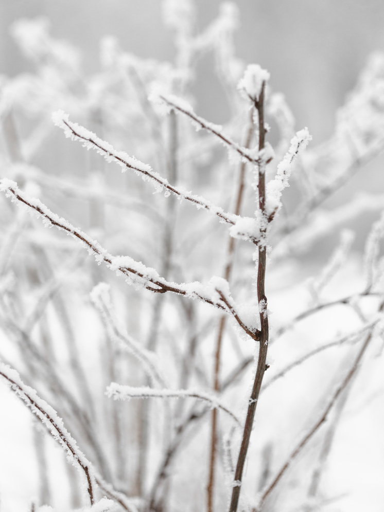 Небольшой снег и похолодания до -13...-15°С: погода в Томской области 22 ноября