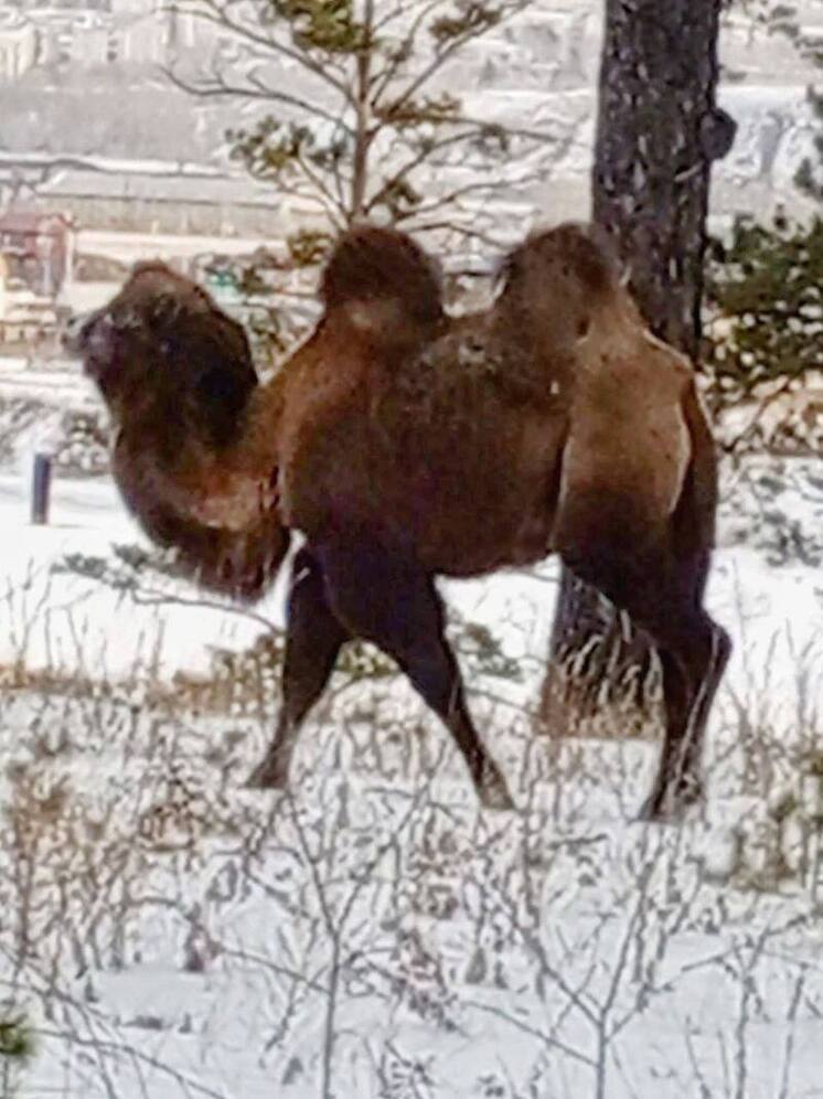  Верблюда заметили на трассе в Чите
