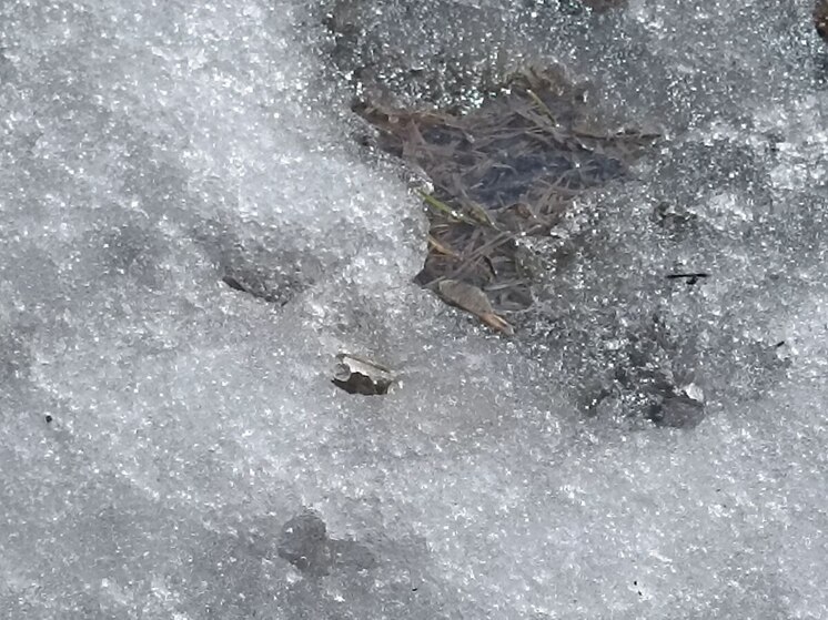 Петербург накроет слабым снегом и гололедицей