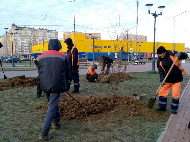 На этой неделе в Йошкар-Оле посадили больше сотни деревьев