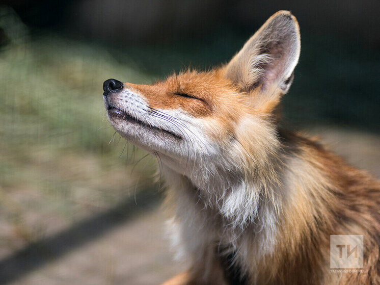 В Мамадышском районе Татарстана объявлен карантин из-за бешенства