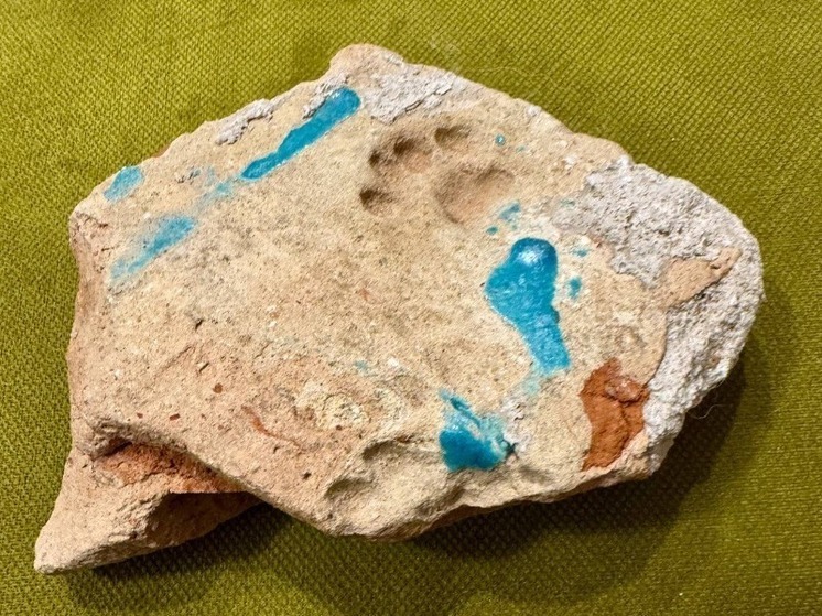 Загадочный отпечаток кошачьей лапки возрастом шесть веков найден в Астрахани
