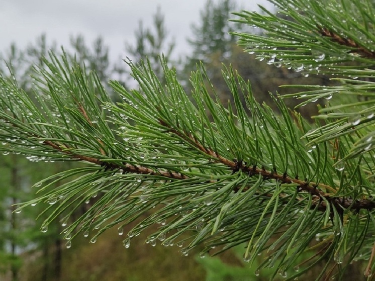 Магаданский горлесхоз продолжает изготовление ёлок для Нового года