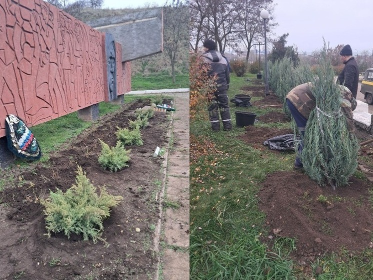В Бердянске высадили 30 кустов можжевельника