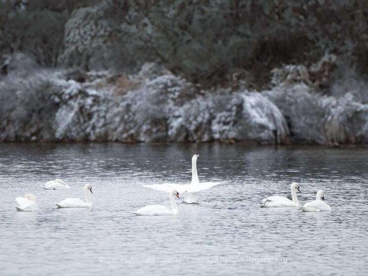 Жители Южи вновь порадовались появлению белых лебедей на озере Вазаль