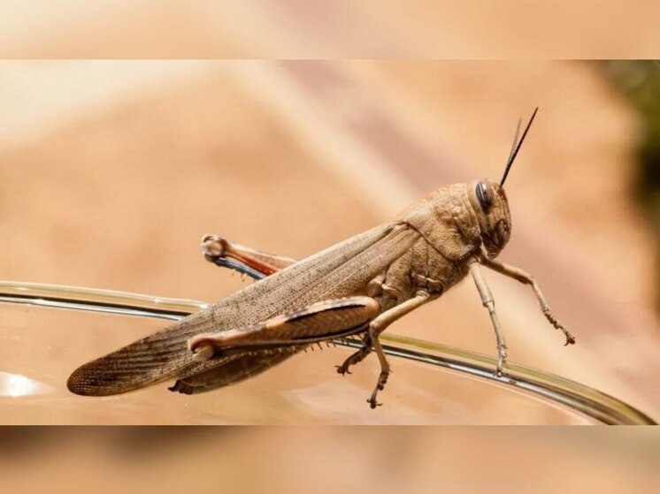 В Запорожской области продолжается борьба с саранчой