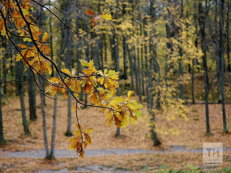 Сильный дождь и порывистый ветер прогнозируют в Татарстане 23 ноября