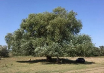 Финишировал всероссийский конкурс «Российское дерево года - 2025» Россия по праву считается одной из самых зеленых стран мира, деревьев у нас больше, чем где-либо еще на планете