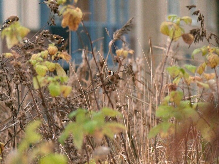 Петербуржцы заметили тропических на вид щеглов в Яблоновском саду