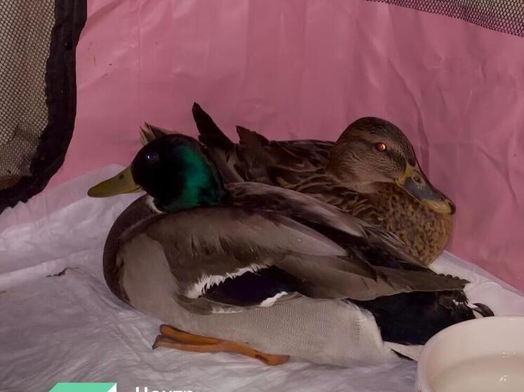 В Мурманске для спасенных с озера уточек ищут новый дом