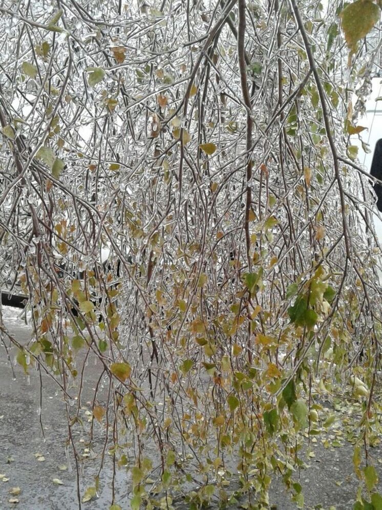 Метеоролог Сафонов: В США может выпасть снег, в РФ пройдут ледяные дожди