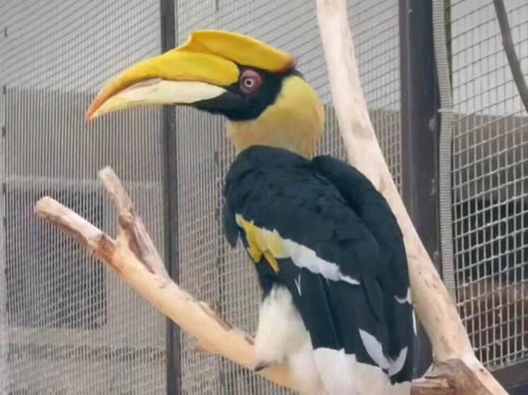 Индийских калао проверили на сообразительность в Ленинградском зоопарке