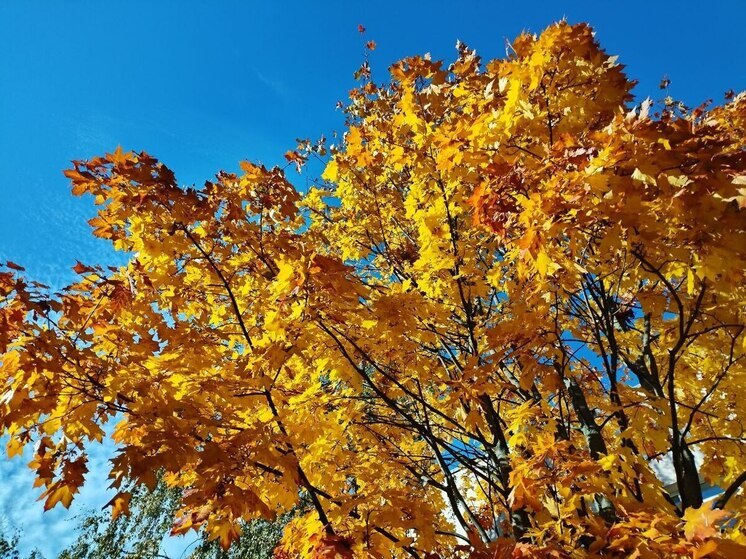 Шесть предприятий Калининграда подтвердили свою безопасность для экологии