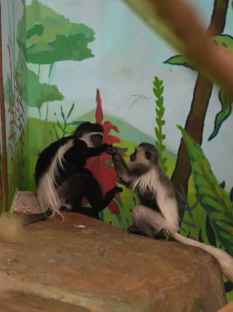 Новосибирский зоопарк сообщает о пополнении в семействах приматов