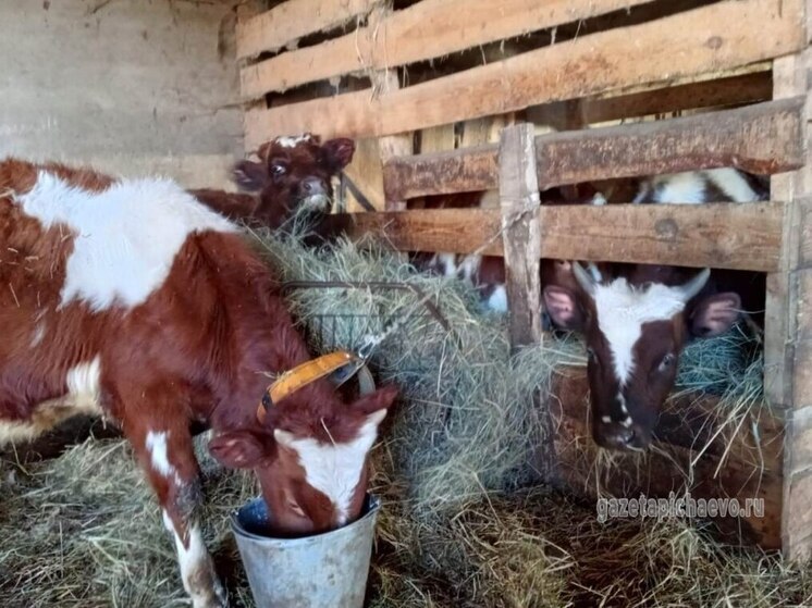 Соцконтракт как старт: семья Беляевых из Пичаевского округа строит фермерское будущее