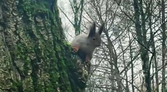 Белки в городских парках готовятся к зиме