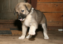 Иногда кажется, что чудеса делают не спасатели, а обычные люди