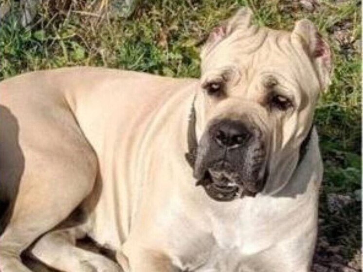 Новгородка пообещала заплатить 100 тысяч рублей за возвращение собаки Зерты