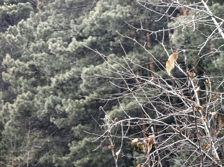 В Красногвардейском районе избавились от старых веток ради безопасности