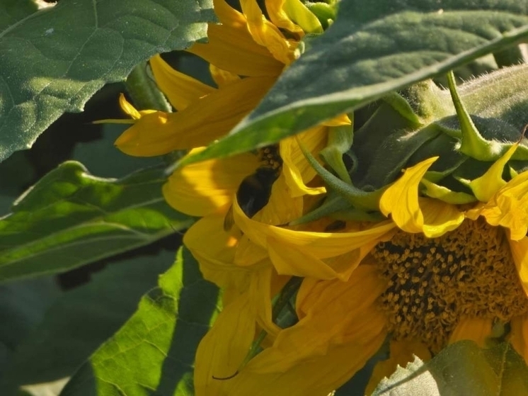 Тамбовский агрохолдинг стал "Агролидером-2025" в зерновом растениеводстве