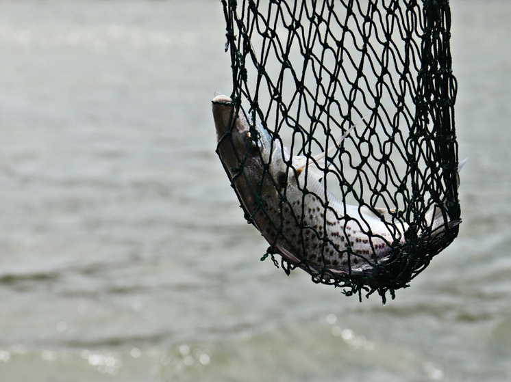 Жителей Староюрьевского округа оштрафовали за незаконный лов рыбы сетями