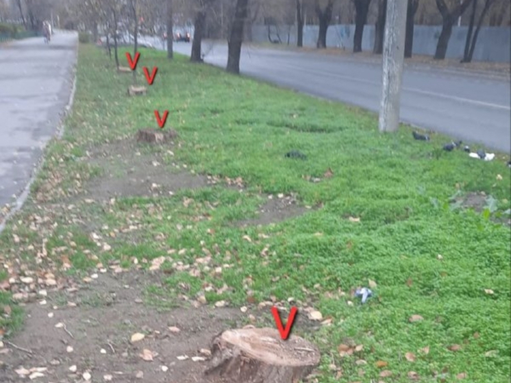 В Ростове вырубили 14 деревьев у парка «Дружба»