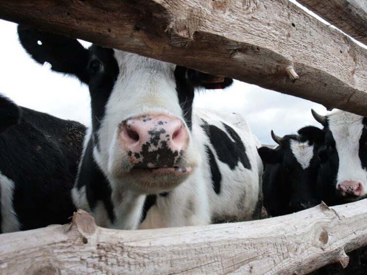 Роспотребнадзор рассказал, как проверить натуральное молоко