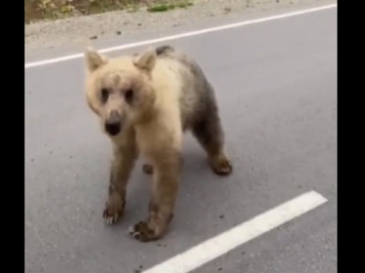 «Представляет угрозу»: на Сахалине активно обсуждают видео с прикормленным медведем