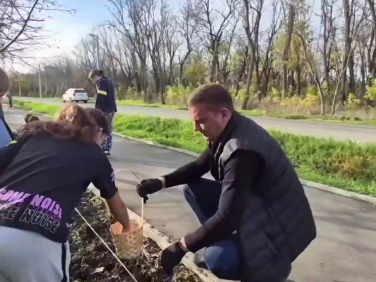 В краснодарском посёлке Лорис местные жители высадили тюльпаны