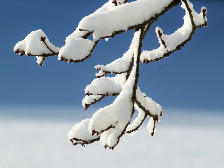 Воронежскую область ждёт похолодание до –4 градусов