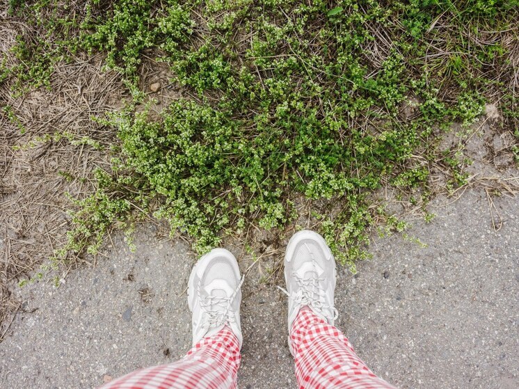 Власти перевыполнили план по обработке Калининграда от клещей в два раза