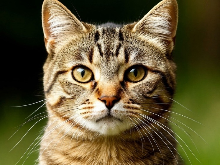 В Ижевске в государственной ветеринарной клинике сделали новый рентген-кабинет