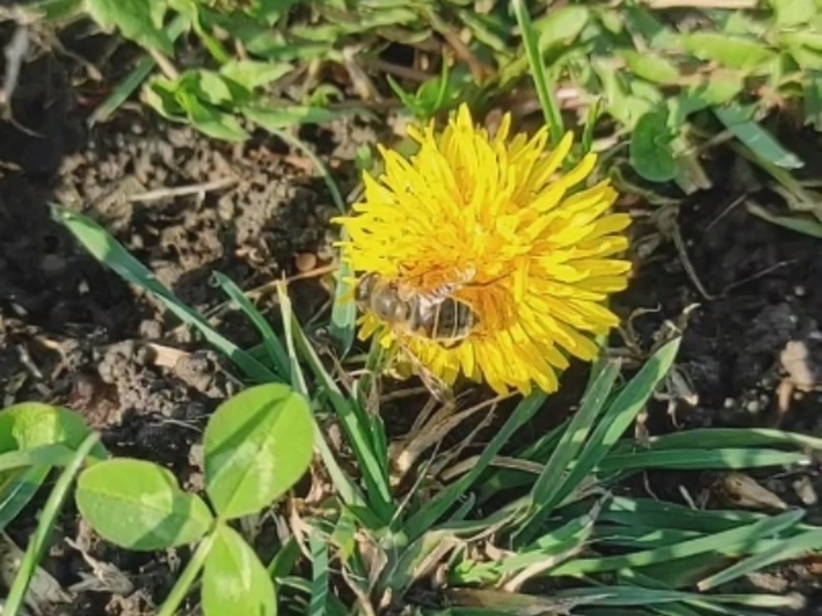 Накануне зимы в Ростовской области зацвели цветы