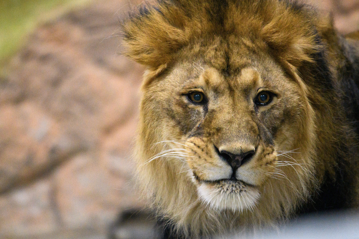 Стали известны детали восстановления крымчанина после нападения льва