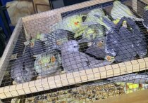 Приговор организатору контрабандных поставок экзотических птиц в Московский регион из ближнего Зарубежья вынес Домодедовский городской суд