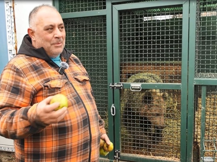 Многие звери меняют свое поведение поздней осенью, даже, если они живут в приюте, а не в лесу. Слепая на один глаз медведица по кличке София – не исключение. В 2021 году её нашли на трассе – так она попала к Карену Даллакяну.

