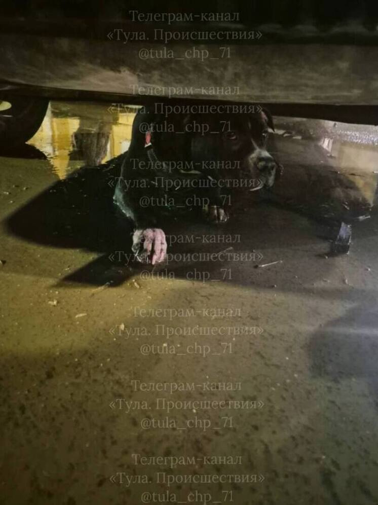 Пьяный водитель за рулем Volkswagen сбил собаку на Болдина в Туле