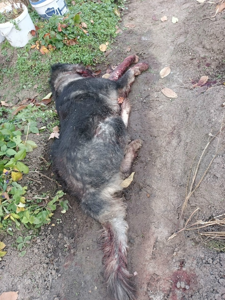 Мужчина, застреливший собаку в Рыбинске. рассказал свою версию истории